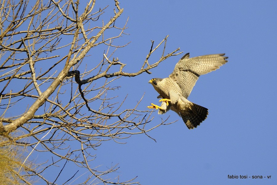 Pellegrin che per l''aere vai, di che sesso tu sarai?